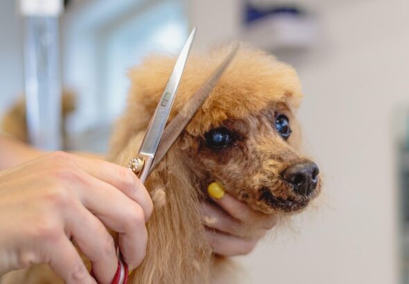 dog-6895017_1280
