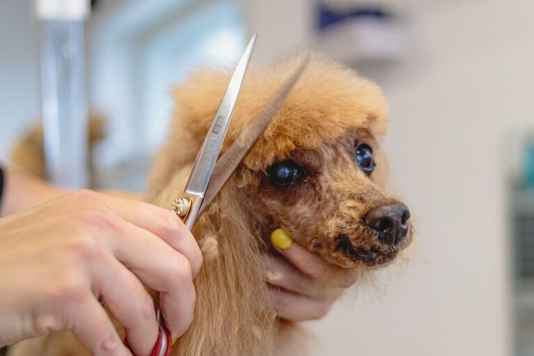 dog-6895017_1280