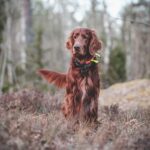 dog-7128749_1280