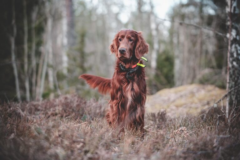 dog-7128749_1280