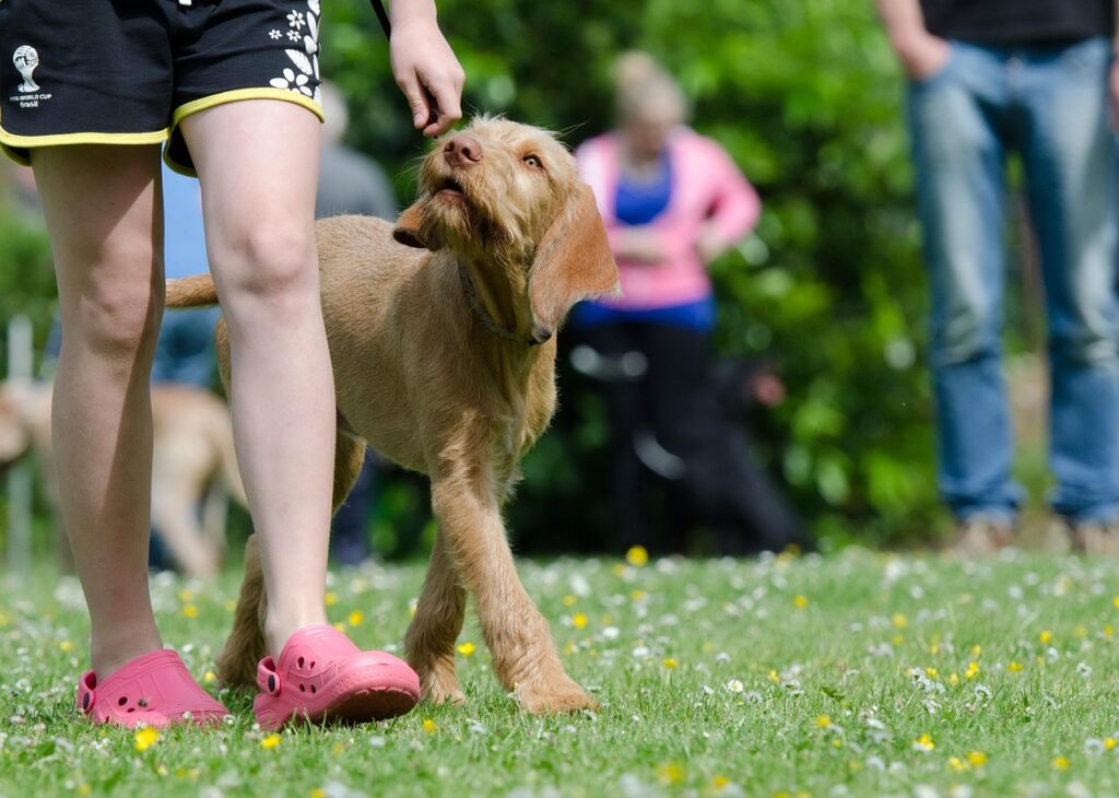 dog-school-672717_1280