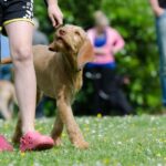 dog-school-672717_1280