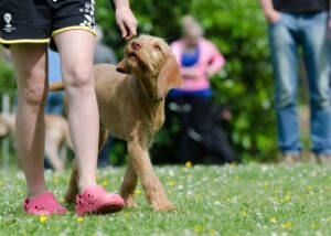 dog-school-672717_1280
