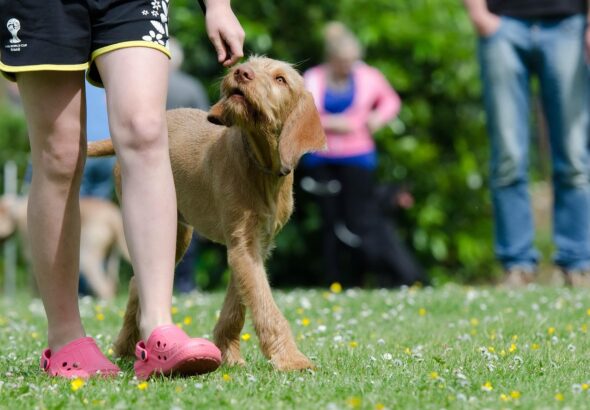 dog-school-672717_1280