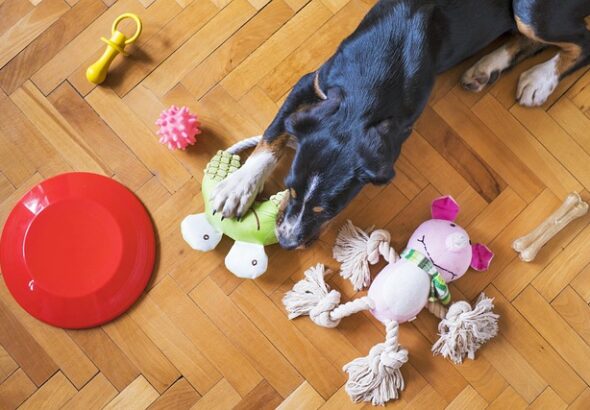 dog-toys-5175628_640