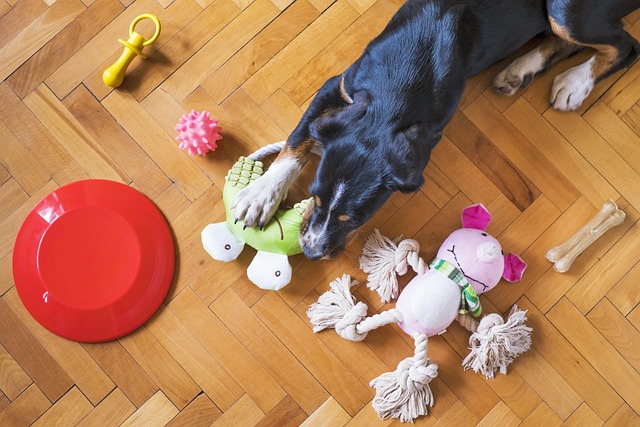 dog-toys-5175628_640