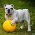 english-bulldog-562723_1280