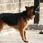 german-shepherd-166972_1280