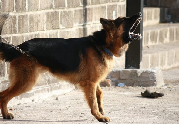 german-shepherd-166972_1280
