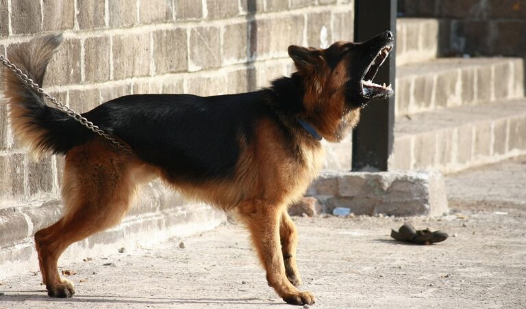 german-shepherd-166972_1280