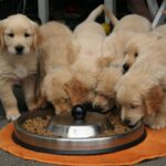 golden-retriever-puppy-2706672_1280