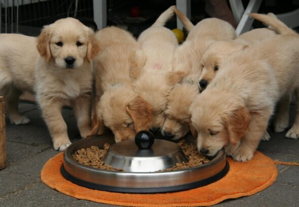 golden-retriever-puppy-2706672_1280