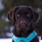 labrador-retriever-7885882_1280