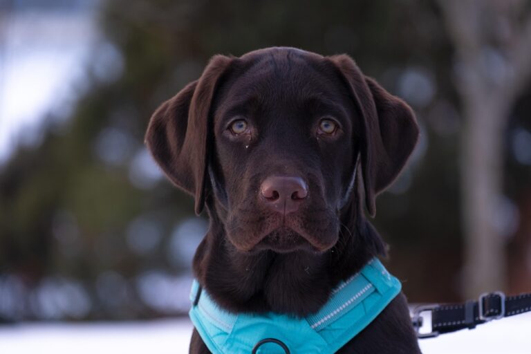 labrador-retriever-7885882_1280