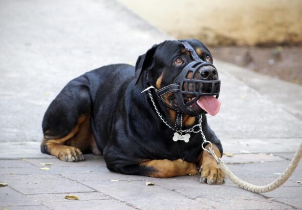 muzzle-5240921_1280