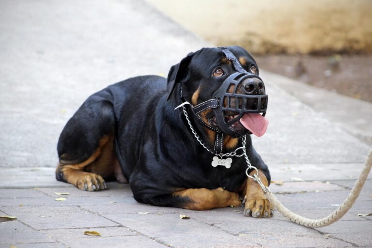 muzzle-5240921_1280