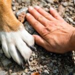 paw-7231300_640 (1)