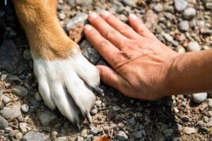 paw-7231300_640 (1)