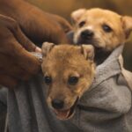 puppies-7331739_1280