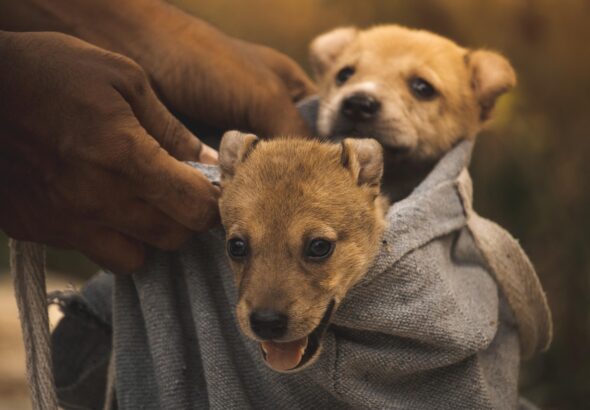 puppies-7331739_1280