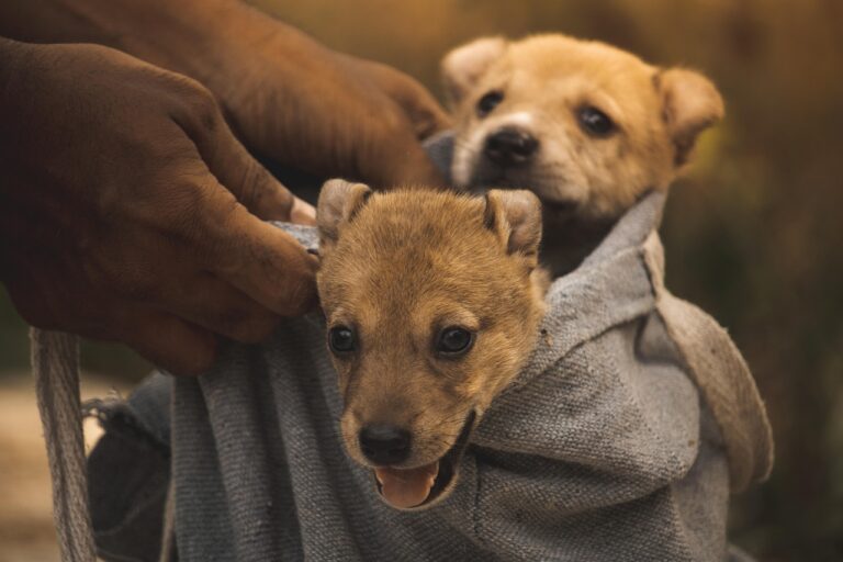 puppies-7331739_1280