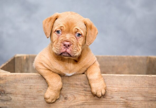 puppy-1047521_1280 (2)