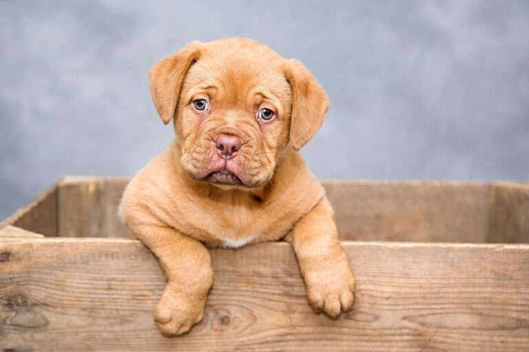 puppy-1047521_1280 (2)