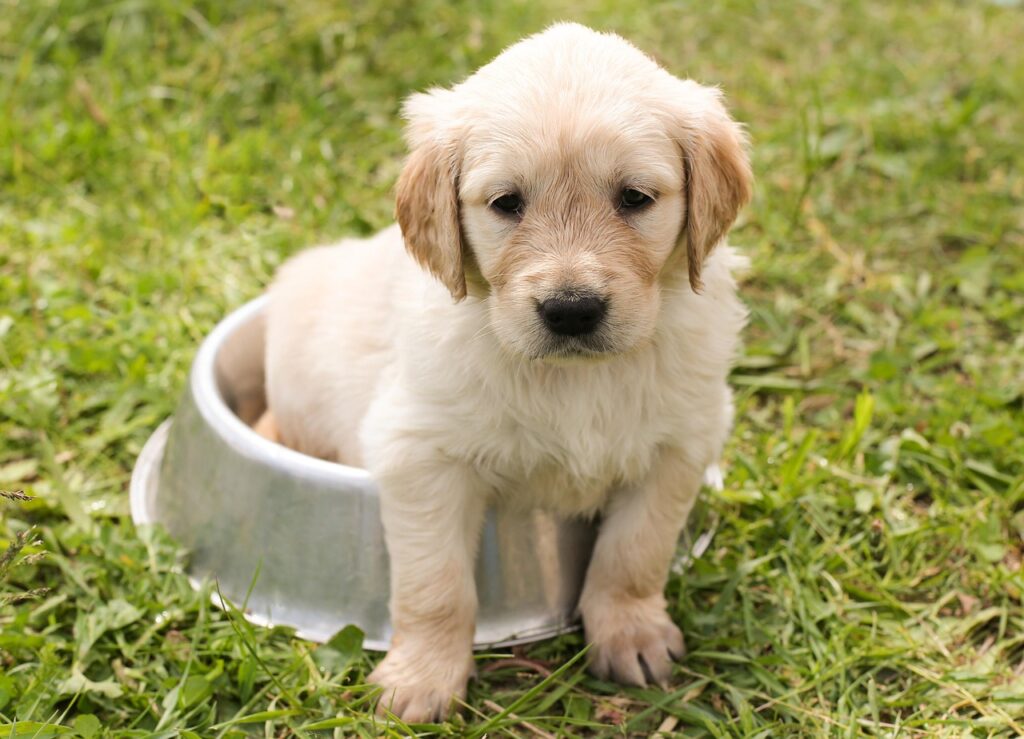 puppy-1207816_1280 (2)