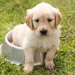 puppy-1207816_1280 (2)