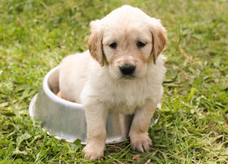 puppy-1207816_1280 (2)