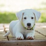 puppy-1903313_1280