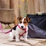 puppy-3586495_1280