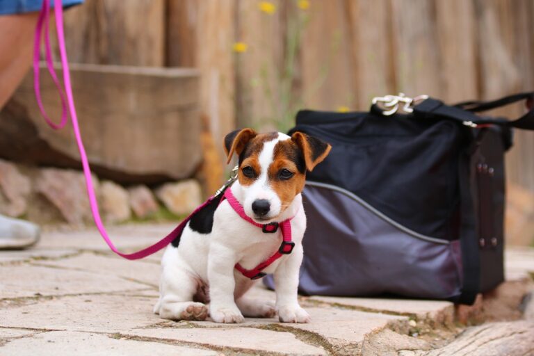 puppy-3586495_1280