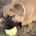 puppy-4575649_1280