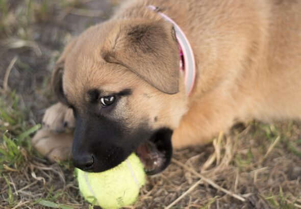 puppy-4575649_1280