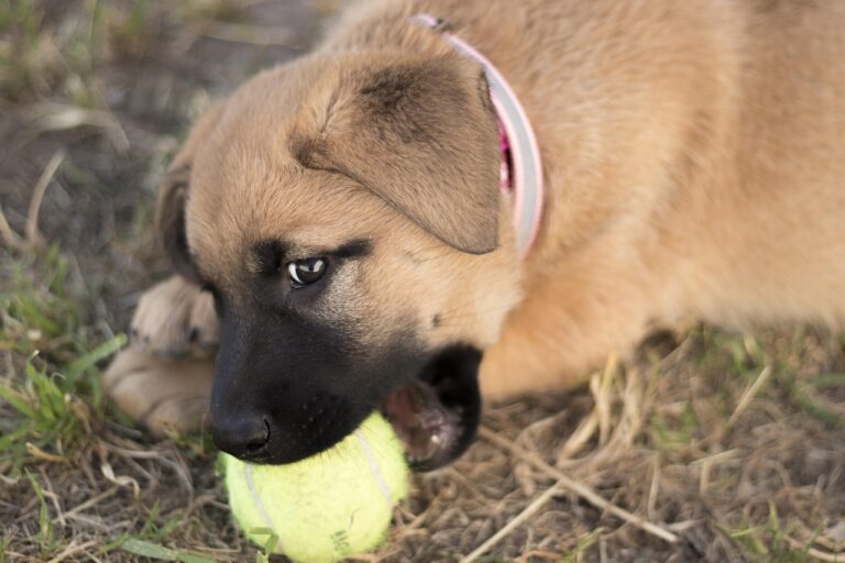 puppy-4575649_1280