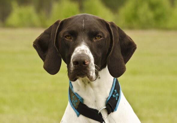 short-haired-german-shorthaired-pointer-2120184_1280