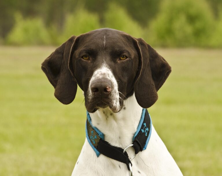 short-haired-german-shorthaired-pointer-2120184_1280