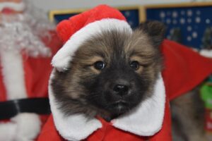 separation anxiety in puppies