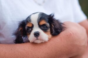 dealing with puppy whining