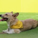 Basic obedience commands every adult dog should know