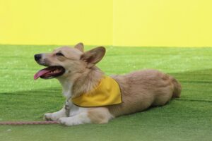Basic obedience commands every adult dog should know