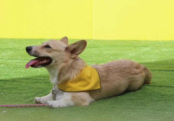 Basic obedience commands every adult dog should know
