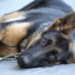 Stay command training for adult dogs