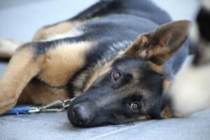 Stay command training for adult dogs