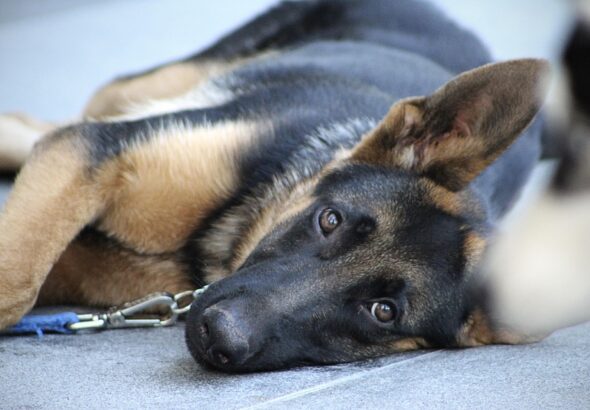 Stay command training for adult dogs