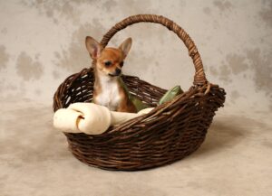 best treats for puppies