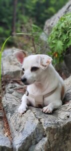 what to expect with a new puppy