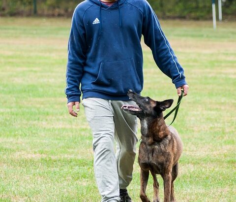Advanced leash training for adults