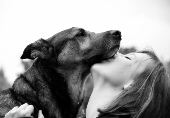 Building trust with adopted dogs